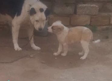 alabaý itleri: Quedbasar diwi kucuy unvan baki — 1