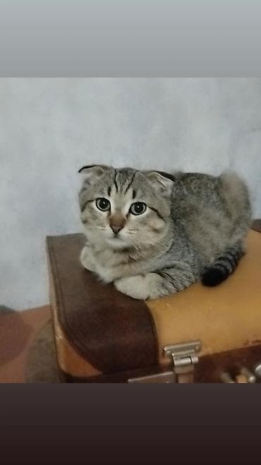 Gəmiricilər: Şotland yastı qulaq, Erkək — 2