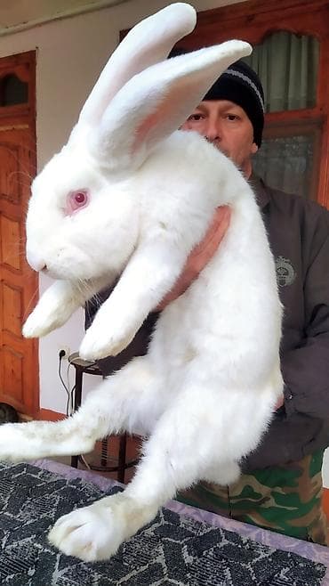 Flandr cinsli damazlıq dovşan balaları satılır. Ətlik cinsidir. Təmiz