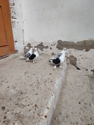 Птицы: Salam 4 dü 50 Bal Qiymətə görə heçkim Narahat Eləməsin quş göz önündə — 1