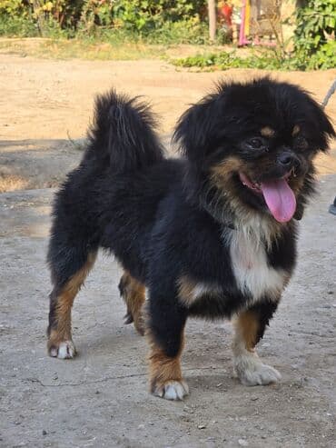 it növü: Pekines, 2 il, Erkek, Ünvandan götürmə — 3