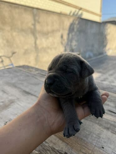 кане корсо цена: Kane-Korso, 1 ay, Erkek, Sənədli, Ünvandan götürmə — 8