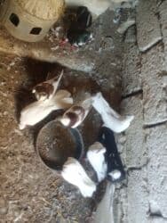 Pişiklər: Oz qusdarimdi tam saglamdilar razilasmaq olar qiymetde — 2