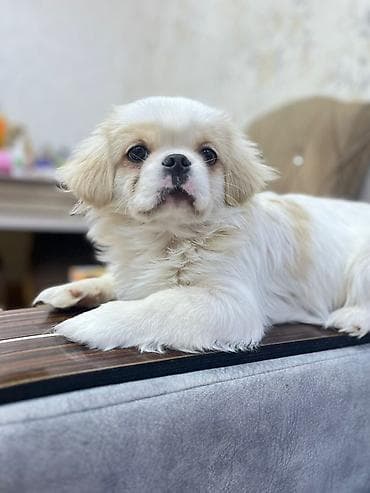 Pekines