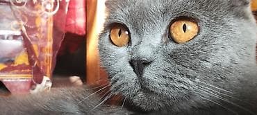 heyvan oyuncaqlari: Şotland yastı qulaq, Dişi, Ünvandan götürmə — 3
