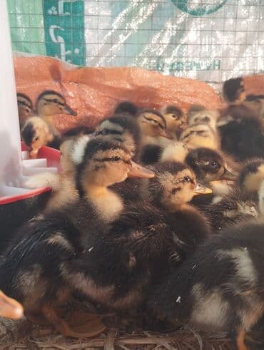 kuban ordekleri: Dişi, Damazlıq, Ünvandan götürmə, Pulsuz çatdırılma, Ödənişli çatdırılma — 2