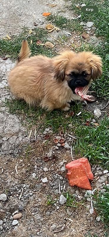 pekines balaları: Pekines — 1