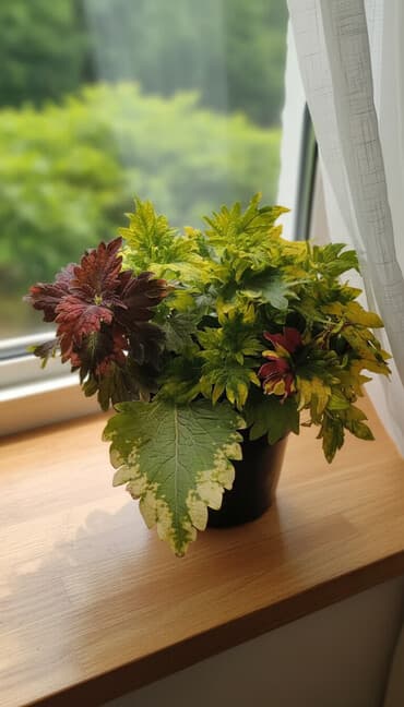 Сортовой колеус