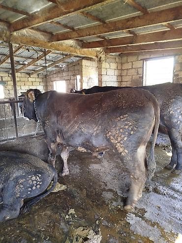 тап аз птицы: Uzun zamandır Arpa yemi və kəpəklə qulluq olunur, çəki verən mallardır — 2