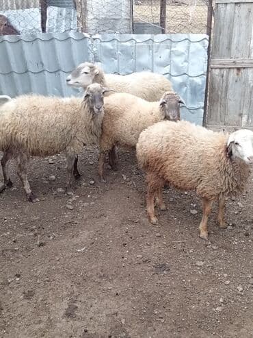 qoyun sortları: Qoyunlar – yerli Salam şəkildə gördüyünüz qoyunlar cəm şəkildə — 4
