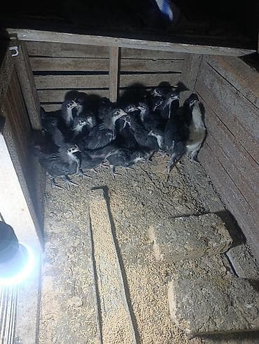 brama toyuqlari satisi: 🐥 QARA AUSTRALORP CÜCƏLƏR SATILIR! Sağlam və keyfiyyətli Australorp — 3
