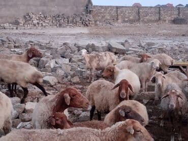 cins ineklerin qiymeti: Dişi, il: 5, 55 kq, Ətlik, Ünvandan götürmə — 5