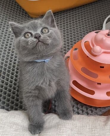 породистые котята даром: Шотландская, Самец, Самка, Самовывоз — 23