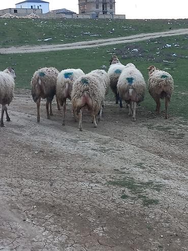 qoyun sortlari: Salam qoyunlar satılır 8dənə heyvandı cavan heyvanlardı tam sağlam — 8