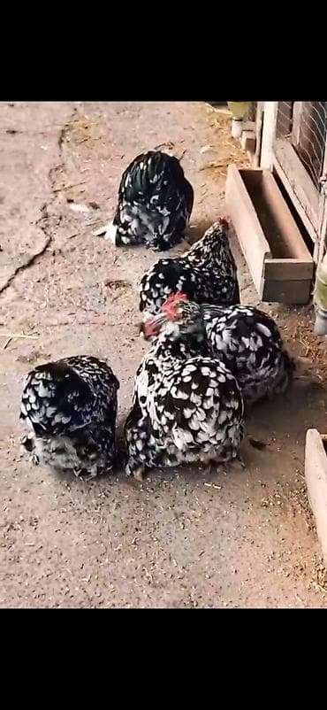 broyler yemi qiymeti: Toyuq, Damazlıq — 3