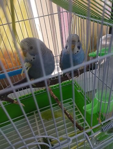 ev quslari haqqinda elmi melumat: Məhsul: 2 ədəd mavi-çəhrayı tonlarda dalğıc (büdcəri) tutuquşu və — 1