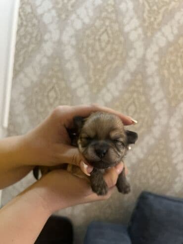 Gəmiricilər: Miniatür balaca it balaları - Cins: kiçik ölçülü dekorativ toy tip — 1