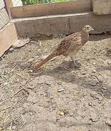 ari ramkasi satisi: Qafqaz qırqovulu 2 ədəd fərəsi satilir hal hazirda yumurta verir — 1