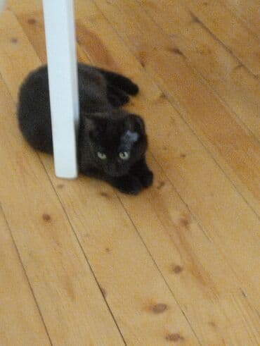 bala afçarka: Yaxşı əllərə — 2