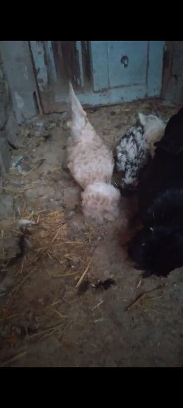 tutuquşu qiymeti: Toyuq cücələri, Damazlıq — 10