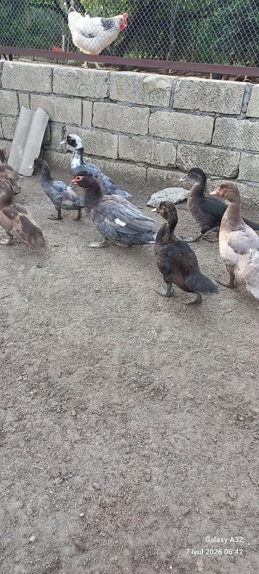 ev qusu: 50 gunluk tam sağlam Krasnadar lal ördəklər.Unvan Lənkəran.Bakıya — 4