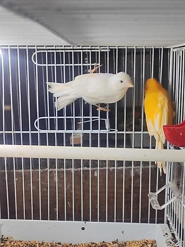 sağsağan quşu: Erkek tek disi tek cutlerde var — 4
