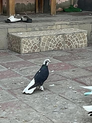 Ag quyruq erkekdi unvan sabuncu .saglam bala veren heyvandi — 3