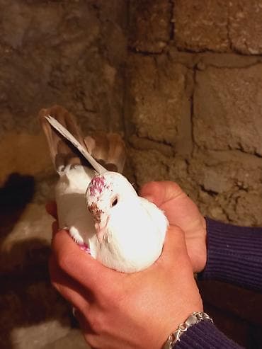 drakon goyərcin: Salam qirmiz quyurugdu maya olmadi oz quwlarim balasdi — 2