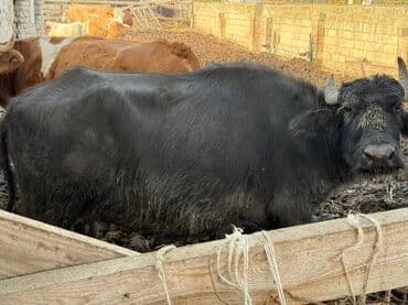 camış balası: Məhsul: Qaramal – camış (su bufalosu) Təsvir: - Qara rəngli, buynuzlu — 4