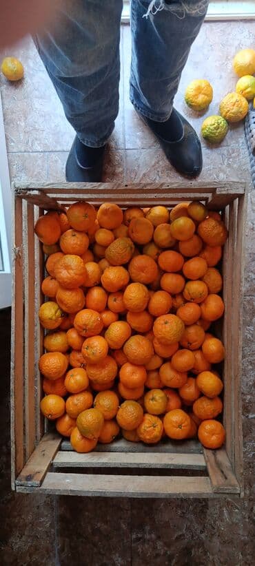 aksesuar qabi: Məhsul: Taxta yeşiyə yığılmış mandarinlər - Sitrus növü: Mandarin - — 1