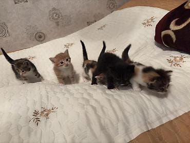 отдам котят в хорошие руки бесплатно: В добрые руки, Самовывоз — 1