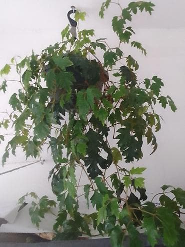 Otaq bitkiləri: Satılır: Ev üçün iki dekorativ otaq bitkisi 1) Pul ağacı (Crassula — 7