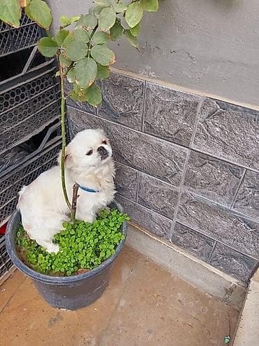 kangal balası: Pekines — 2