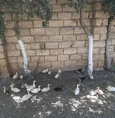 Ördəklər: Məhsul: pekin ördək balaları (qarışıq rəngli) Təsvir: - Təsvirlərdə — 3