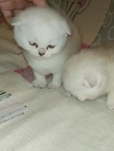 qax heyvan: Шотландская — 5