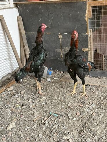 K/t heyvanları üçün mallar: 7 aylıq beçələrdi cüt 150 azn — 1