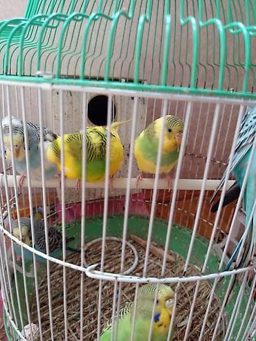 tutuquşu haqqinda melumat: Məhsul: Dalmatin və klassik rəng çalarlarında (yaşıl-sarı, mavi-ağ — 2