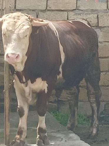 cins inek: 260 270 kilo eti var 1 yaş 2 aylığ di endirim olcaq — 2