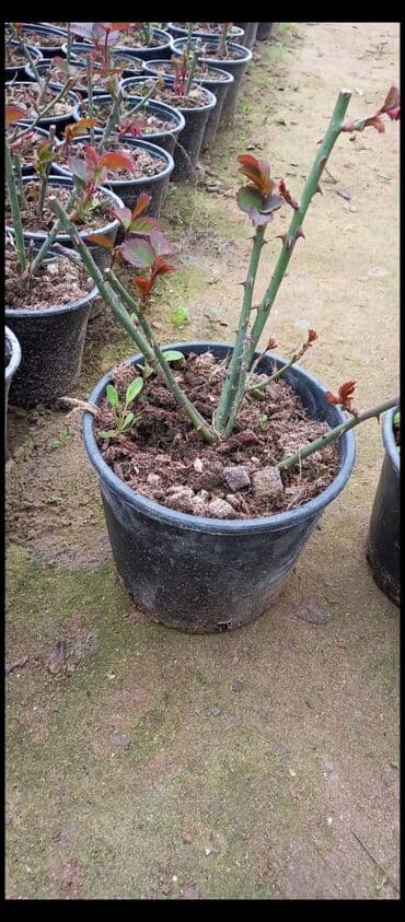 3D panellər: Gül kolları – müxtəlif rəng və sortlarda Məhsul: - İstixana və açıq — 8