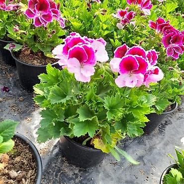 ekran gul sekilleri: Felerqoniua — 7