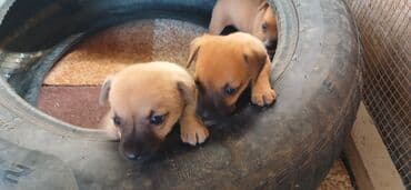 породистые собаки в добрые руки: 2 ay, Erkek, Sənədli, Ünvandan götürmə — 2