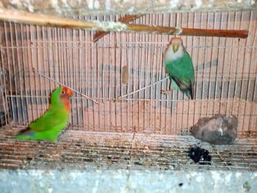 tuk tuk mmc: Nerazlucnik fişer ayrilmazlar maskvıy deyillər cütdu satılır hazır — 19