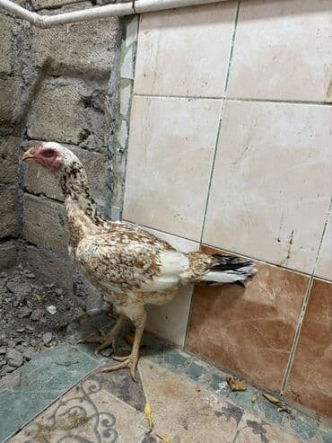 cuce satiwi: Xoruz, Heyratı, il: 2, Ünvandan götürmə — 4