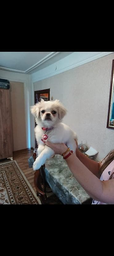 Gəmiricilər: Pekines — 1