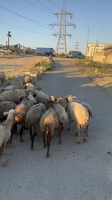 heyvan yemi: Dişi, il: 1, Damazlıq — 8