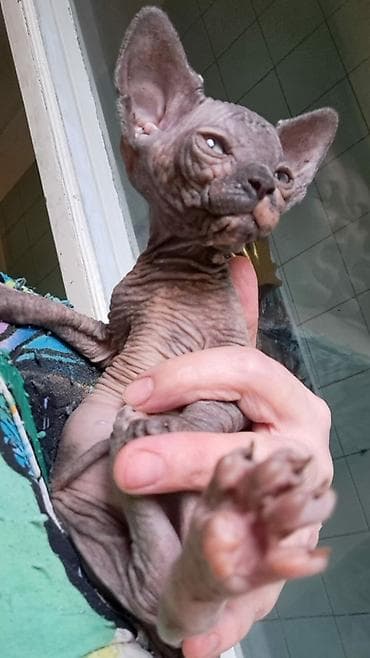 disi at: Sfinks, Erkək, Dişi, Yaxşı əllərə, Ünvandan götürmə, Pulsuz çatdırılma, Ödənişli çatdırılma — 10