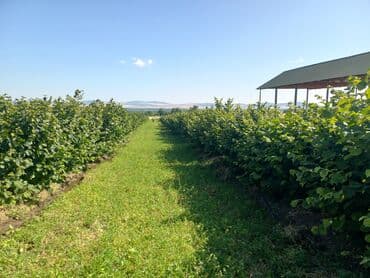 купить дом в баку хырдалан: 27 соток, Для сельского хозяйства, Собственник, Купчая, Техпаспорт — 6