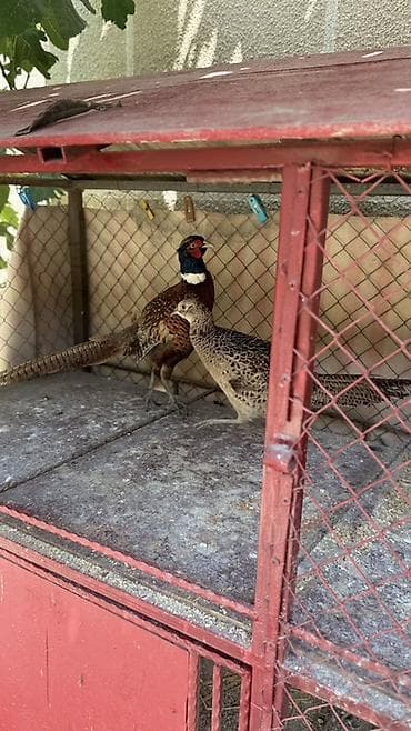 Bir cüt qafqaz qırqovulu satılır tam sağlam quşlardı yerim olmadığı