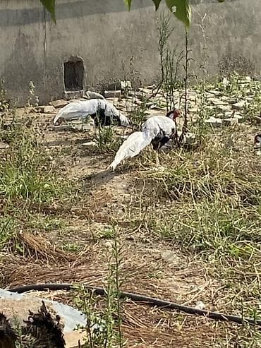 xacmaz heyvan bazari: Gümüş Fazan (Silver Pheasant) – dekorativ və nadir quş - Növ: Gümüş — 8
