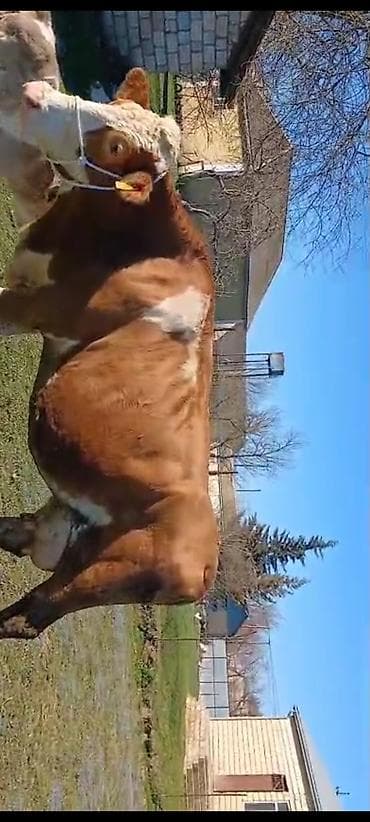 inək satılır: Təmiz qan smental inək. 3cübalasidir — 3